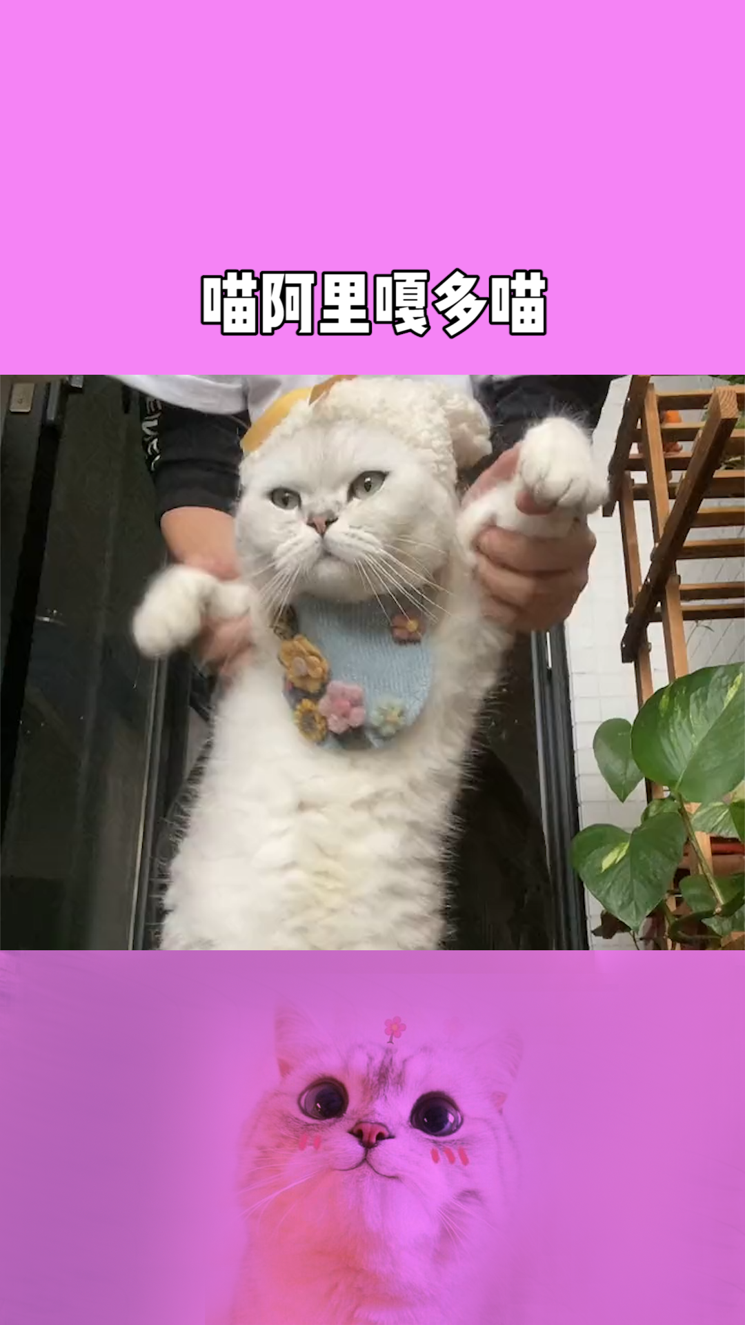 喵最新探索，猫咪世界的最新魅力