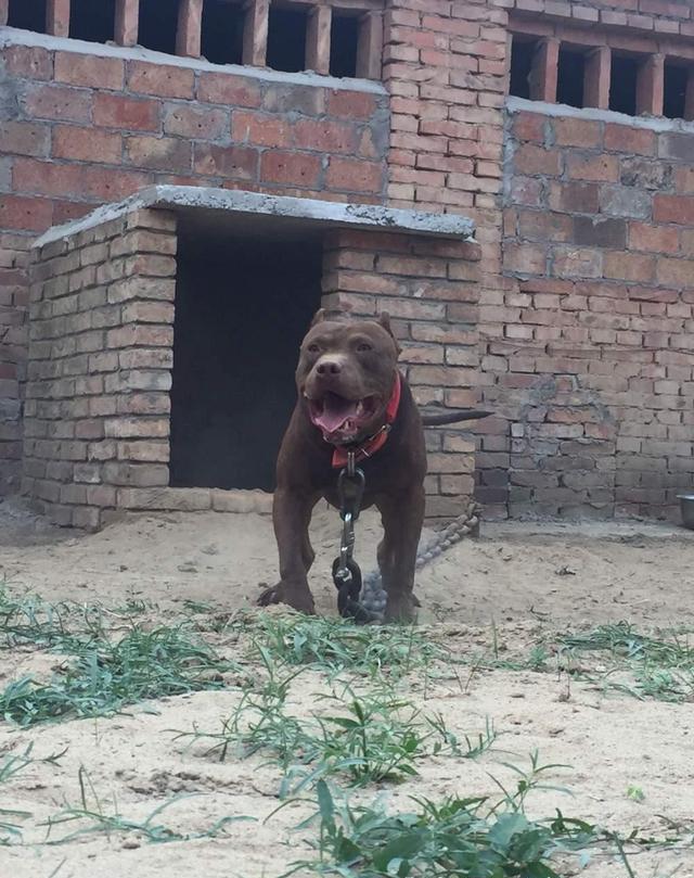 比特犬酷魄最新动态，热血与力量的巅峰融合