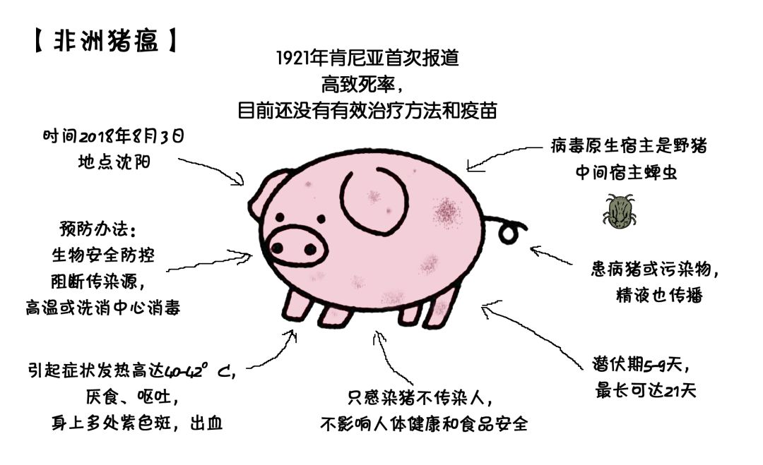 猪瘟最新动态及防控策略探讨