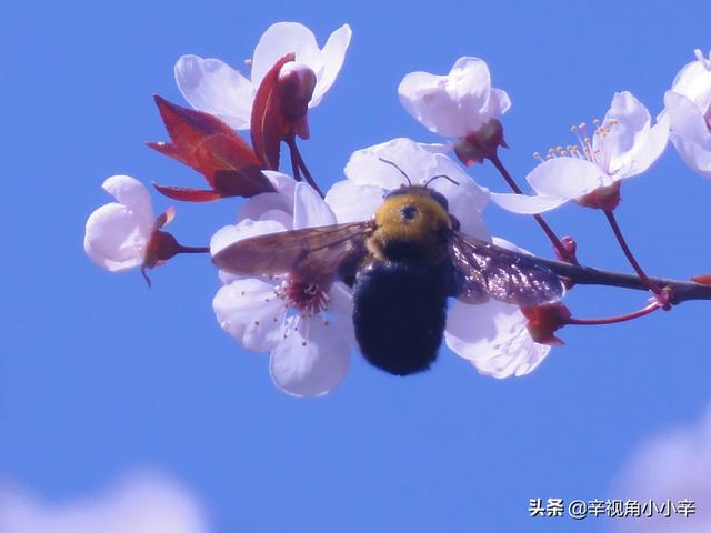 春暖花开杏吧有你，最新地址的温馨探索之旅