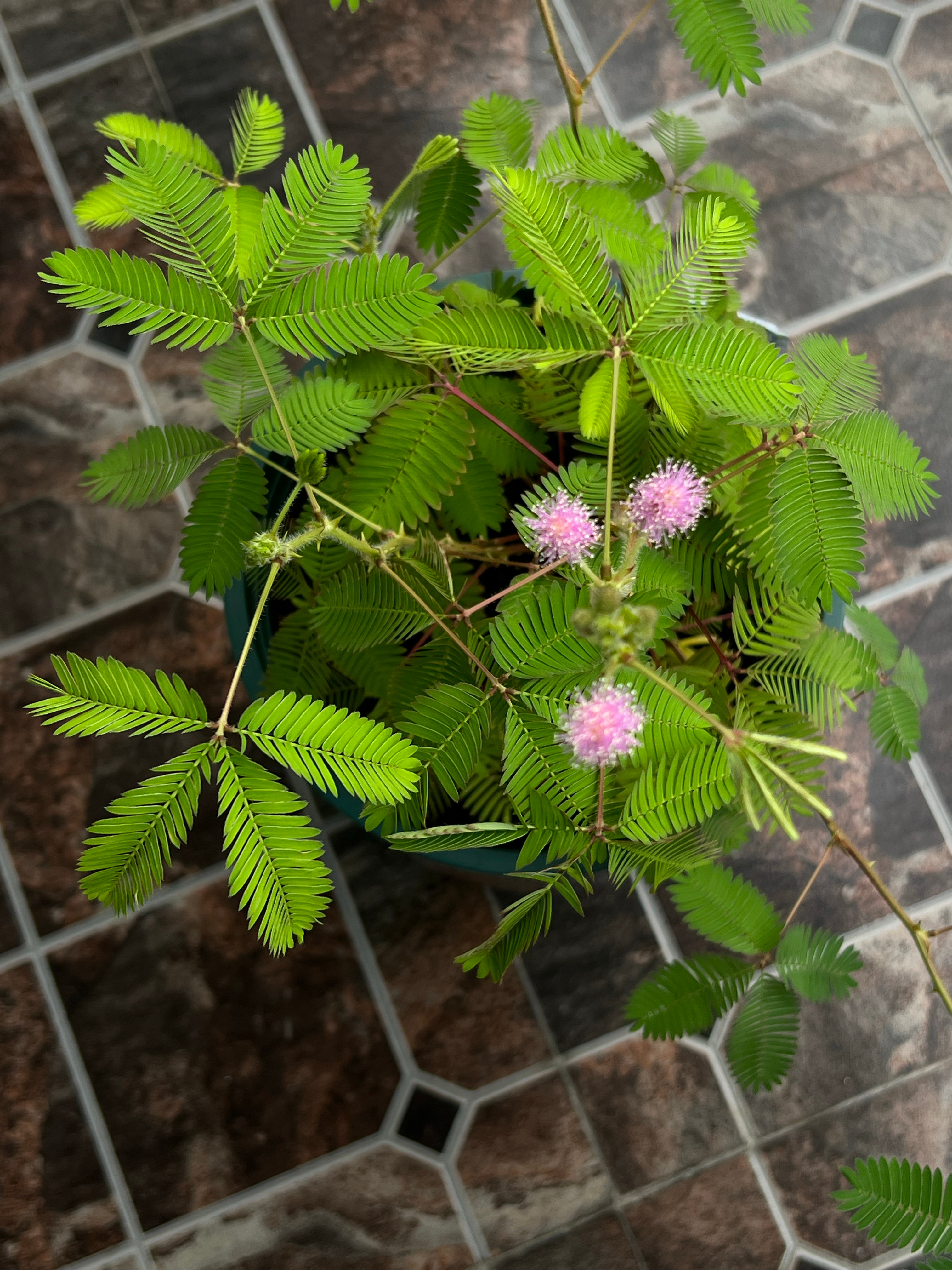 含羞草最新研究与应用，探索闭合现象的神奇潜力